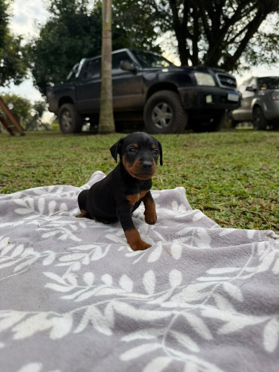 fred1