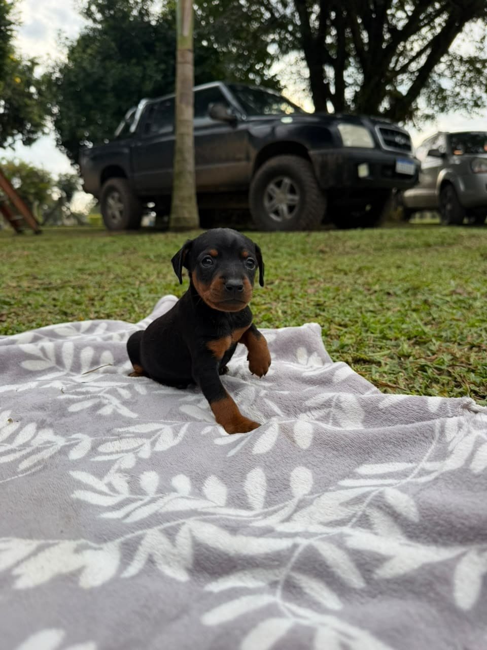 fred2