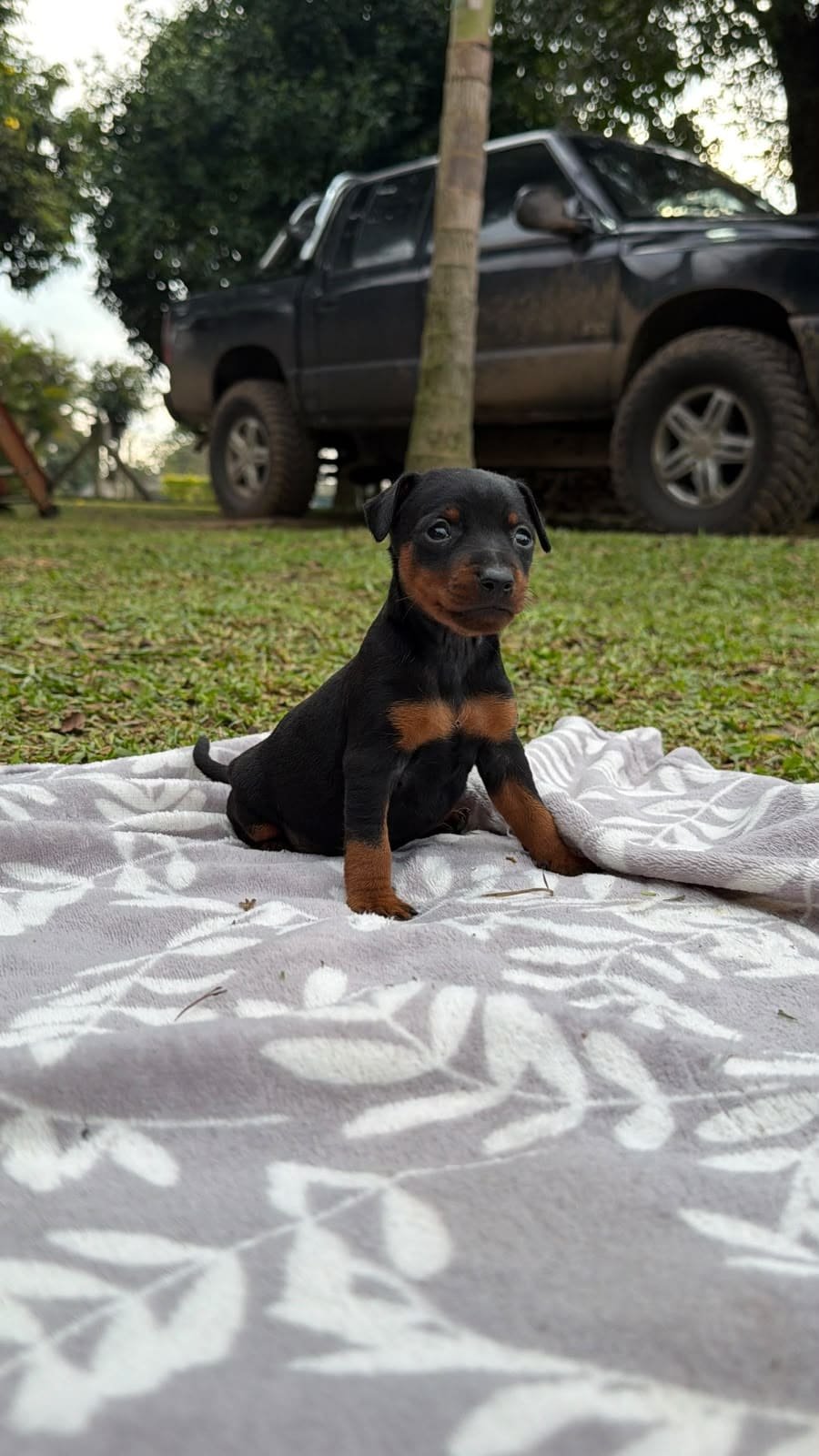 freda
