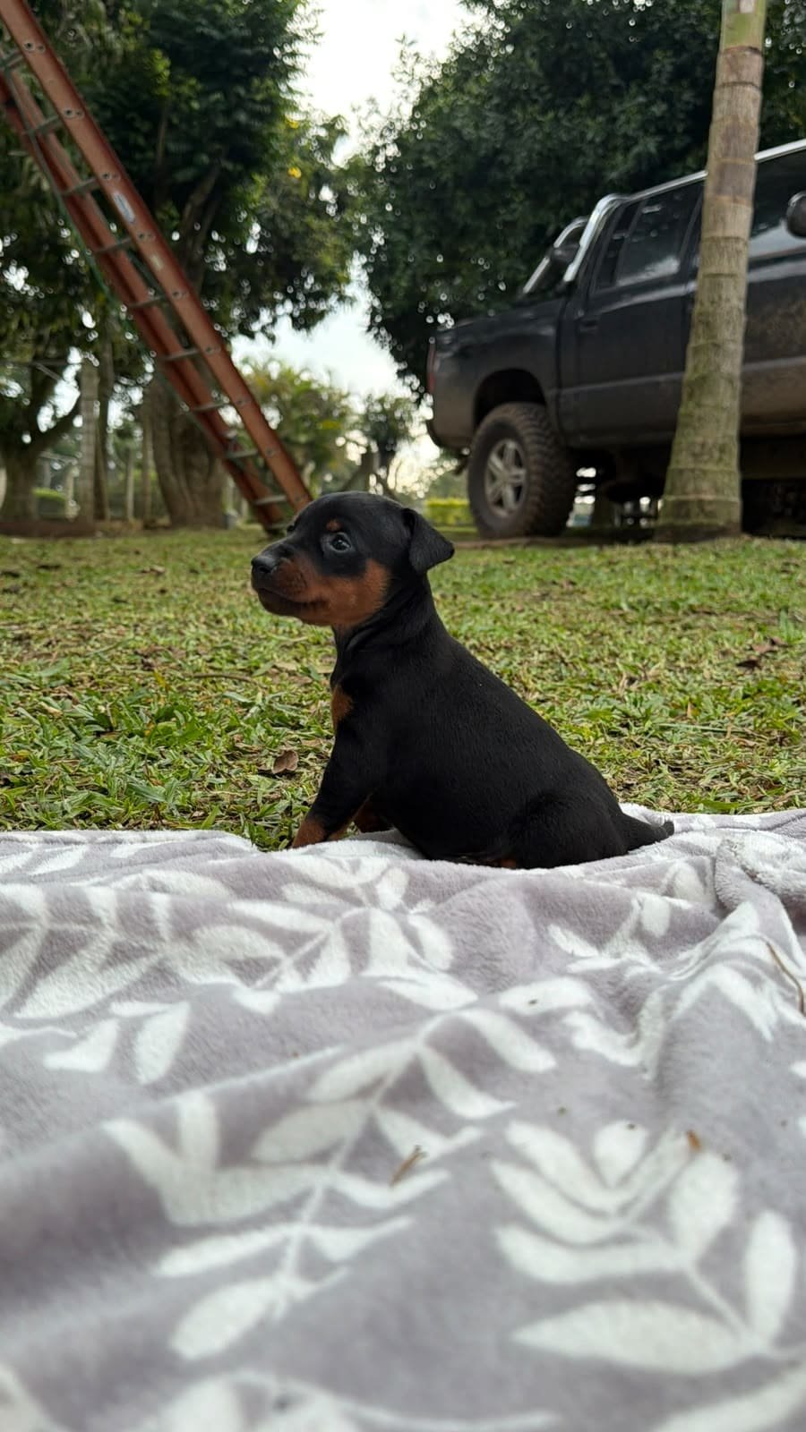 freda4